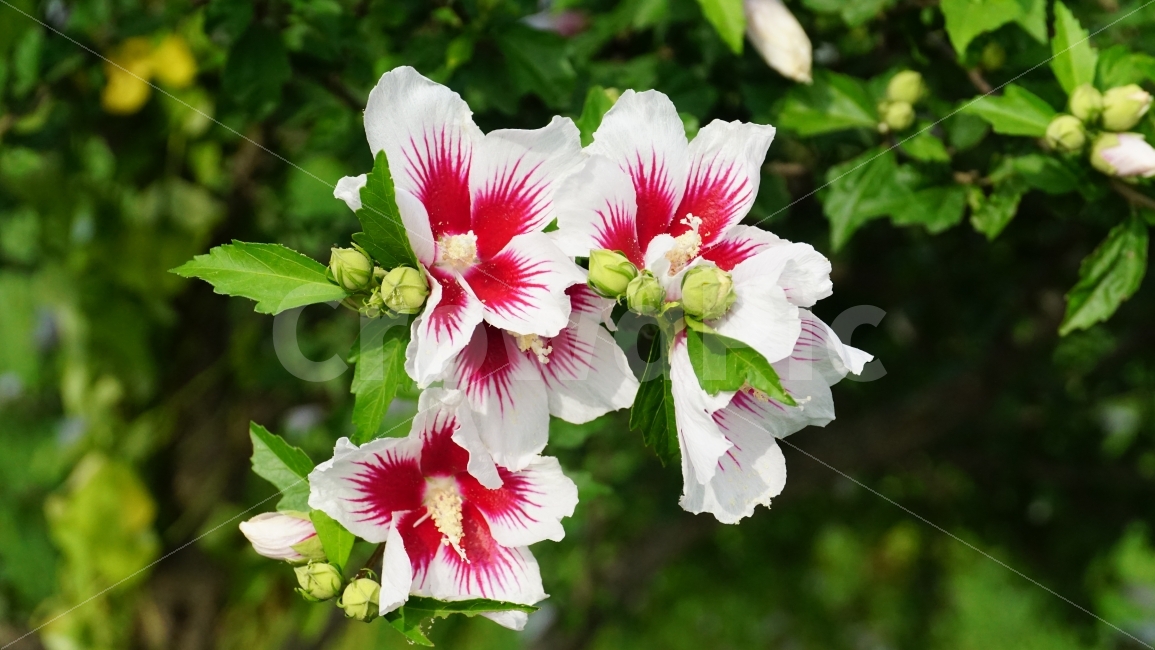 무궁화,꽃,플라워,식물,자연,이파리,꽃봉오리,나무,국화,한국,flower,nature,tree,꽃사진,감성,감성사진,계절,season,풍경,landscape,plants,여름꽃,경치,접사,마크로,macro,힐링,healing,snap,스냅,식물,자연,plants,nature,꽃,flower