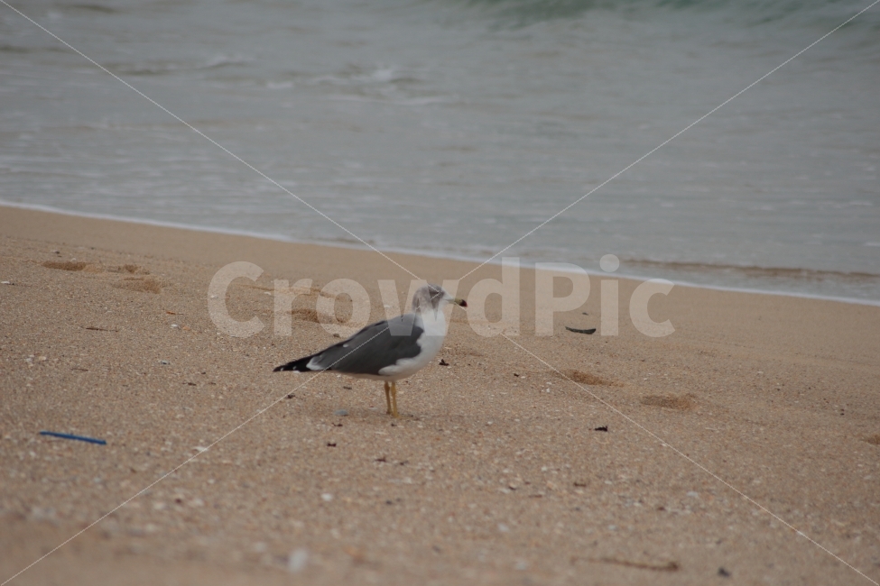 갈매기,동물,새,조류,바다,모래사장,바닷가,해변,해변가,sea,gull,한마리,해변,바다,beach,sea,동물,animal,조류,새,birds