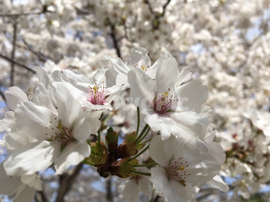 벚꽃,꽃,나무,자연,확대,봄,계절,spring,season,식물,자연,plants,nature,꽃,flower,plant,cherry blossom,blossom