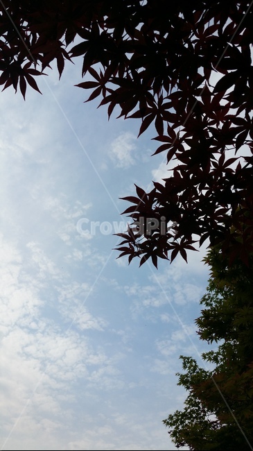 가을하늘,단풍나무,단풍,식물,하늘,가을,가을,계절,fall,autumn,season,자연,풍경,nature,landscape,leaf,잎,plant
