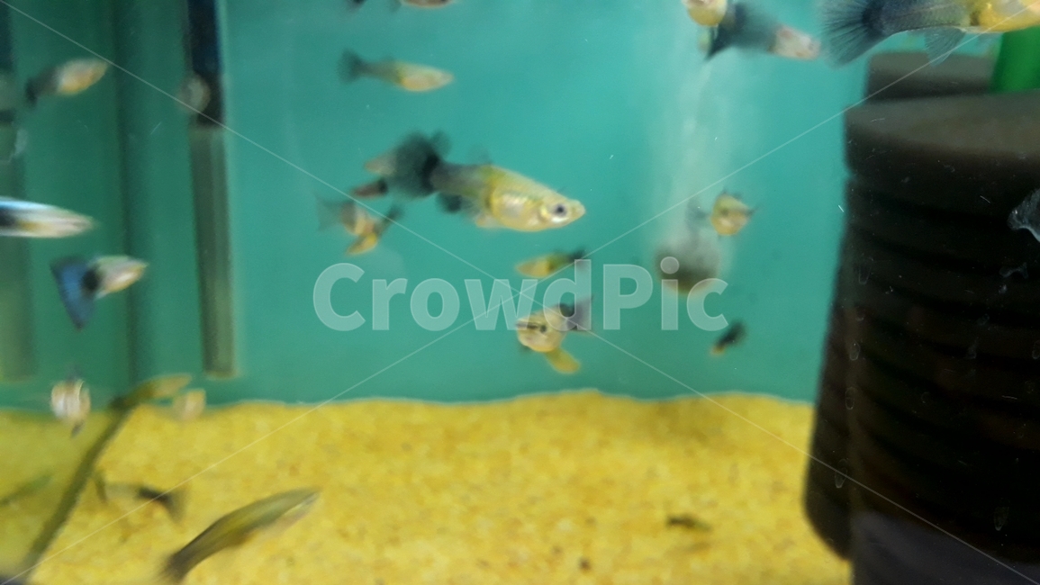 열대어,관상어,물고기,생선,fish,수족관,생물,해양생물,어류,물고기,fish