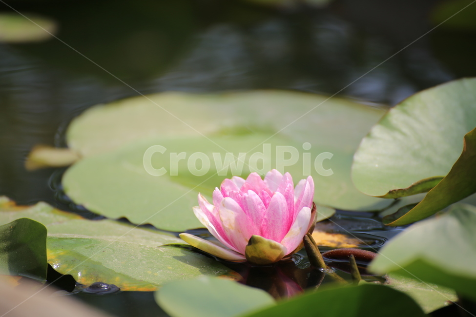 연꽃사진,연꽃,불교,사찰,꽃,식물,자연,plants,nature,꽃,flower