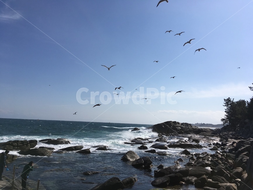 nature,자연,sea,동물,대양,ocean,새,bird,바다,water,물,하늘,sky,자연,풍경,nature,landscape