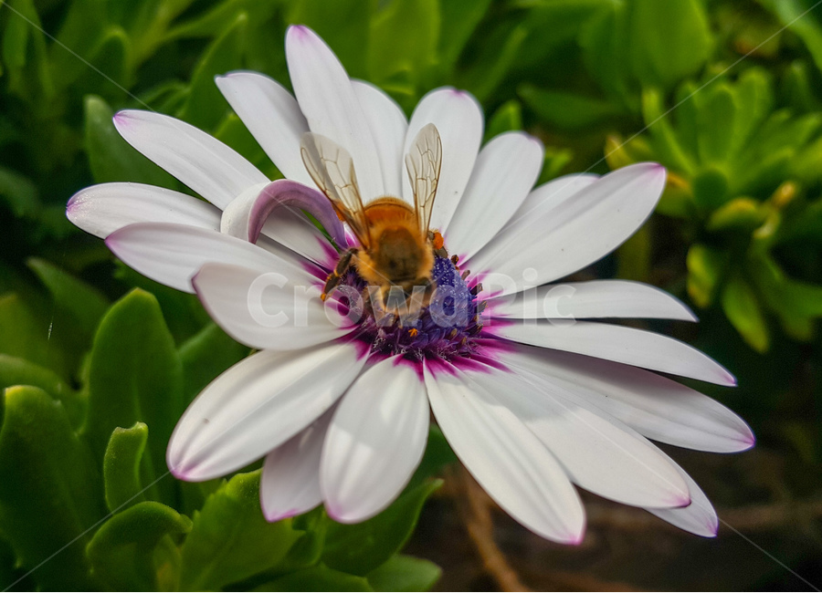 꽃,daisy,데이지,야생화,flower,야생식물,wildflower,wildplant,꽃말,symbolism,petal,식물,자연,plants,nature,꽃,flower,동물,animal,곤충,벌레,insect,bug
