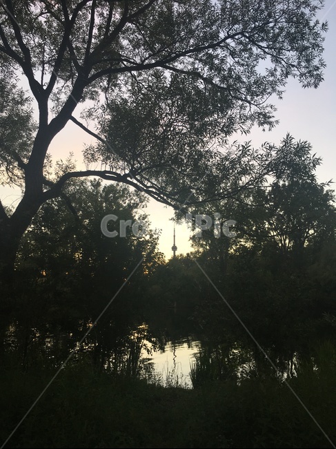 하늘,풍경,토론토아일랜드,토론토,핑크,light,빛,flare,플레어,tree,나무,plant,식물,vegetation,초목