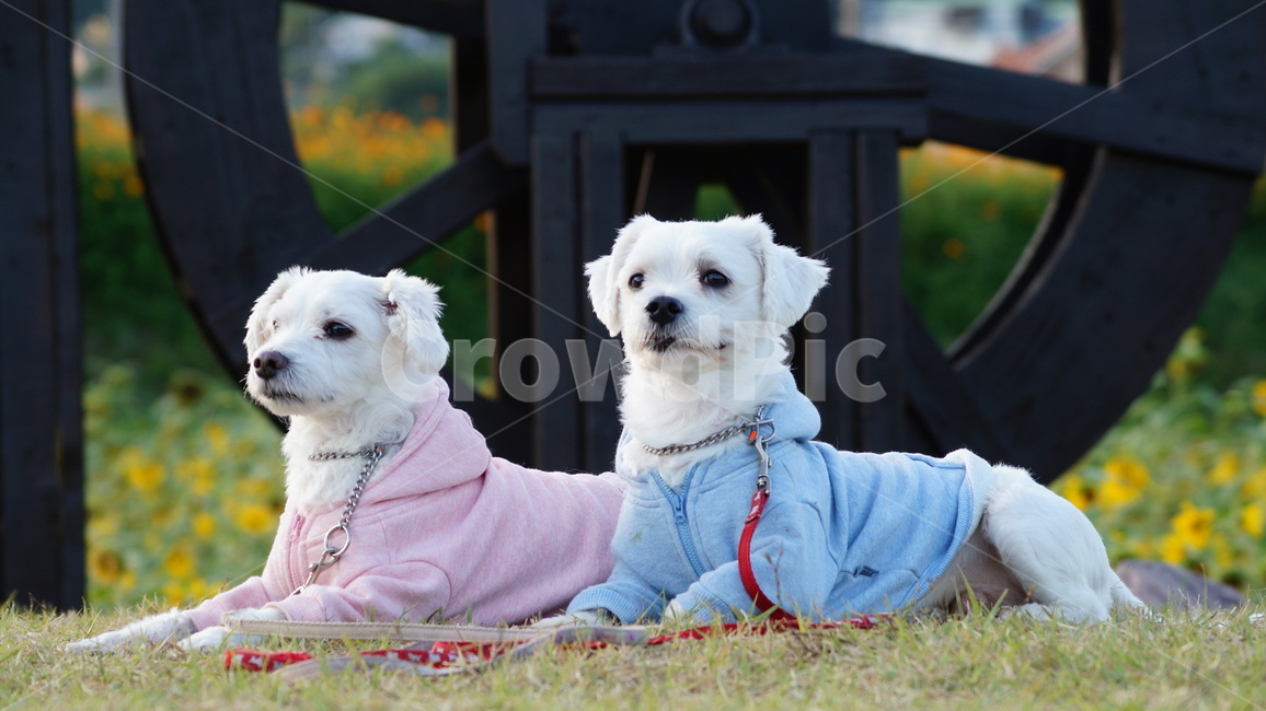 강아지,애견,반려견,애완견,dog,동물,animal,포유류,mammal,개,강아지,dog,doggy