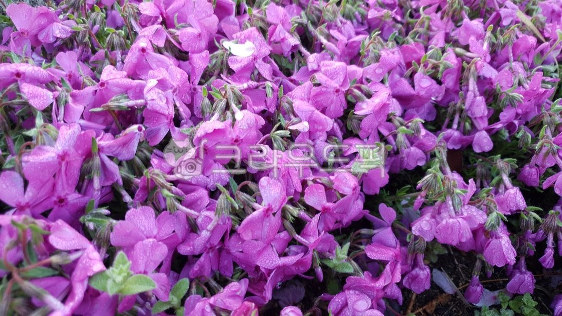 purple flower,plant,flower
