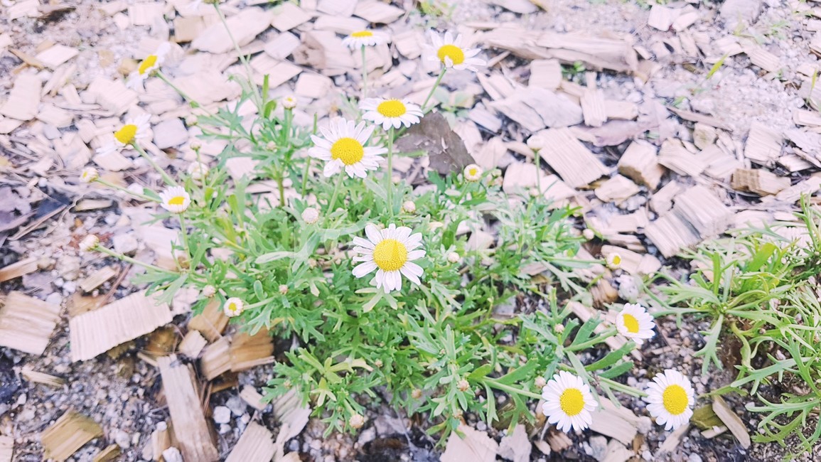 꽃,데이지,식물,daisy,flower,식물,자연,plants,nature,꽃,flower