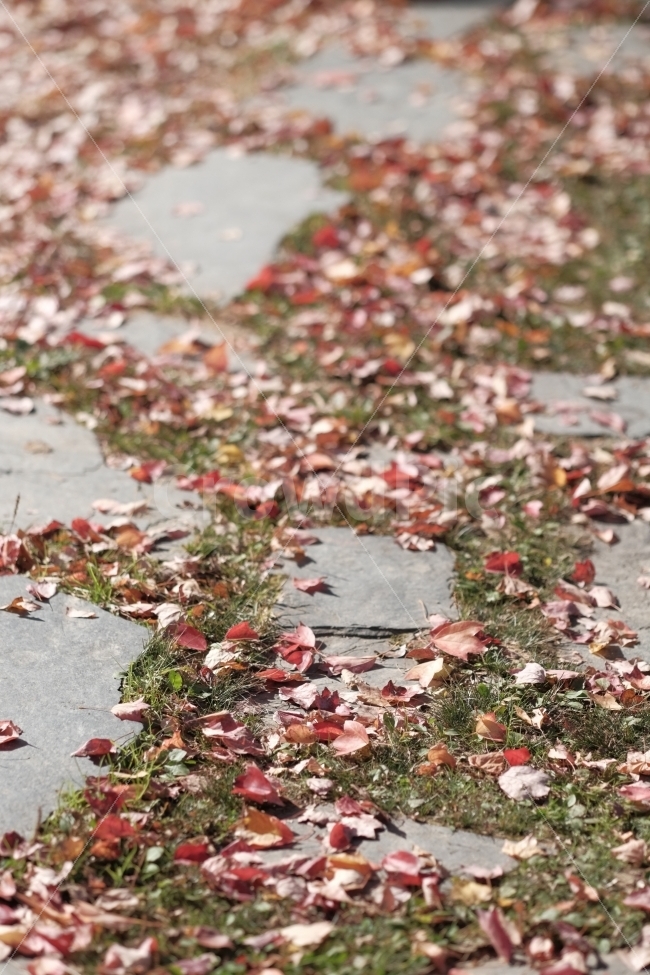 단풍,낙옆,단풍잎,잎파리,가을,가을산책,낙옆길,따스함,산책길,가을,계절,fall,autumn,season,감성,sensible,feeling,leaf,잎,plant,식물,ground,바닥