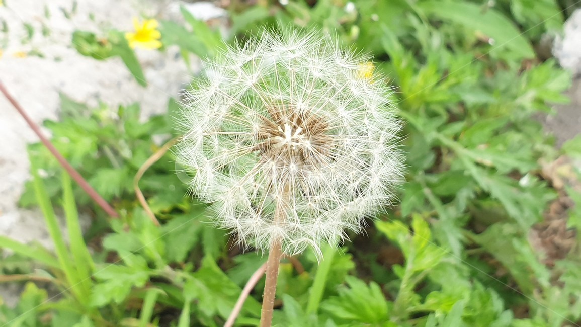 민들레,홀씨,민들레꽃말,소박,행복,여러해살이풀,쌍떡잎식물,서민