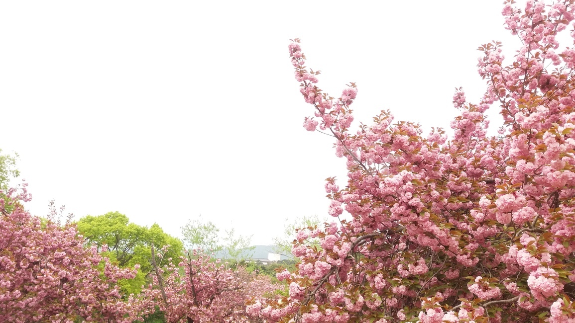 봄,꽃,겹벚꽃,벚꽃,하늘