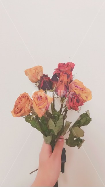 빈티지,로즈,장미꽃,핑크,분위기,꽃,flower