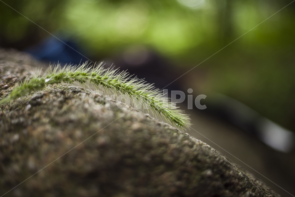 강아지풀,숲,녹색,계곡,바위,식물,green,plants,여름,청량함,식물,자연,plants,nature