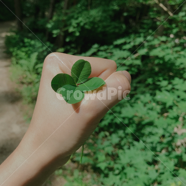 네잎클로버,클로버,행운,풀,clover