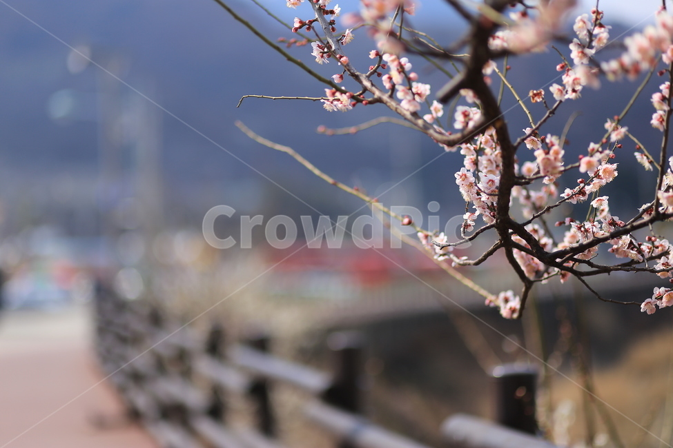 매화,봄,꽃,flower,자연,식물,spring,봄,계절,spring,season,식물,자연,plants,nature,꽃,flower,plant