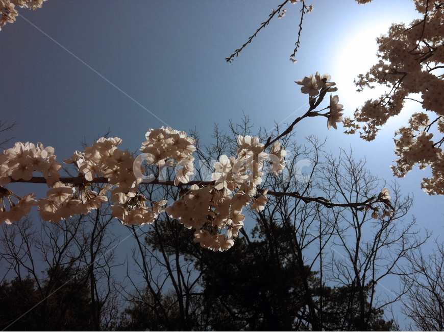 벗곷,나무,가지,해,산,들,flower,tree,garden,봄,spring,식물,자연,plants,nature,꽃,flower