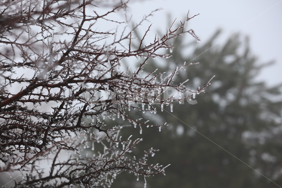 겨울,나무,얼음,고드름,나뭇가지,ice,winter,wood,겨울,계절,winter,season,식물,자연,plants,nature