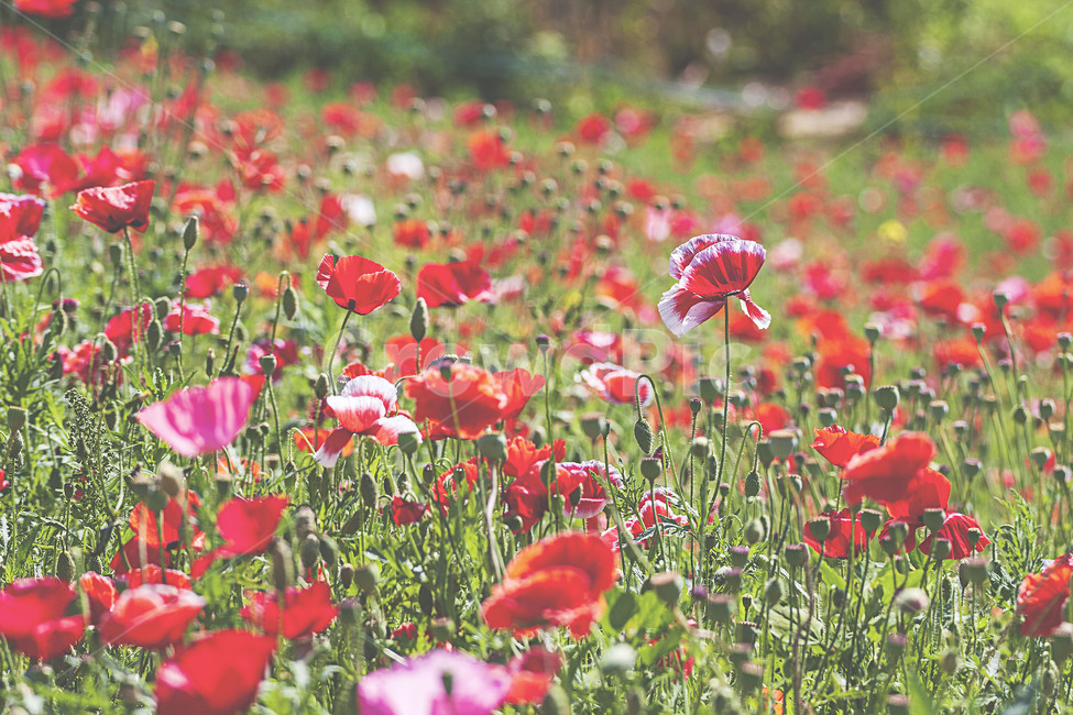식물,자연,봄,꽃,양귀비,plants,nature,spring,flower,poppy