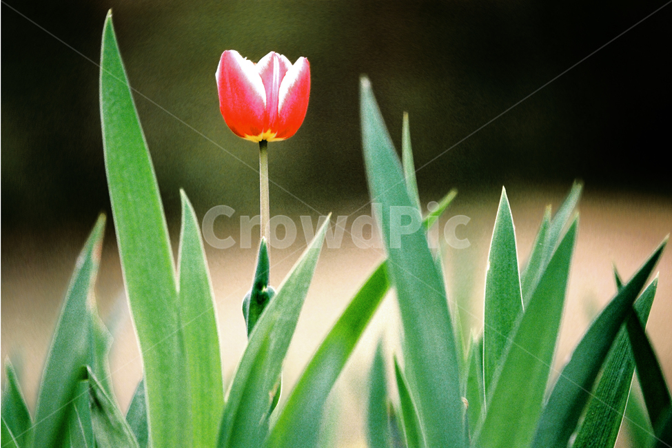 필름,필름사진,필름느낌,필름감성,튤립,꽃,풀,식물,꽃밭,plant,flower,blossom,봄,계절,spring,season,식물,자연,plants,nature,꽃,flower