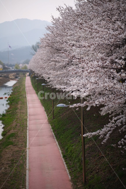 plant,식물,flower,꽃,blossom,벚꽃,봄,식물,자연,plants,nature,꽃,flower