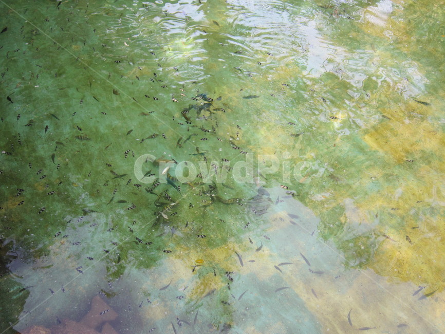물고기,연못,고기,fish,pond