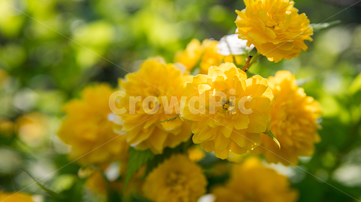 꽃,식물,plant,flower,blossom,식물,자연,plants,nature,꽃,flower