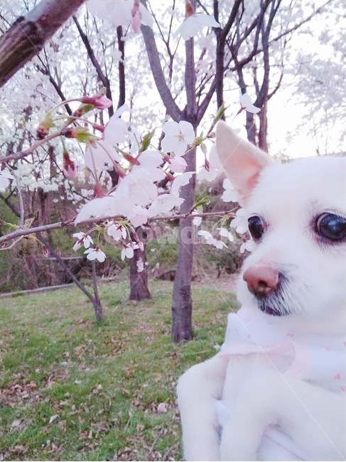 강아지,개,동물,봄,벚꽃,나들이,잔디,산책,흰강아지,동물,animal,포유류,mammal,개,강아지,dog,doggy