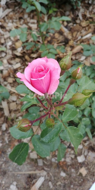 장미,장미꽃,여름장미,장미축제,rose,plants,여름,꽃,자연