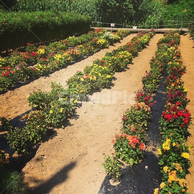 꽃,꽃밭,정원,flower,garden