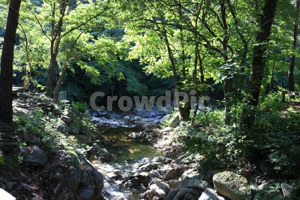 산,나무,초록,자연,식물,햇빛,여름,mountain,yama,tree,ki,green,midori,nature,plants,shokubutsu,sunlight,hizashi,summer,natsu,계곡,물,valley,keikoku,water,mizu,돌,바위,stone,rock,ishi,iwa,여름,계절,summer,season,자연,풍경,nature,landscape,휴식,힐링,rest,relaxation,healing,outdoors,옥외,stream,흐름,creek,작은 만