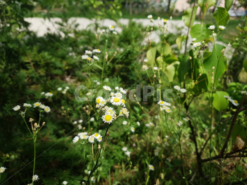 꽃,풀,자연,풍경,flower