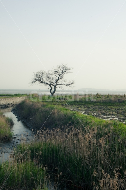 자연,풍경,나무,풀,잔디,풍경사진,시골,nature,landscape,tree,grass,country,자연,풍경,nature,landscape,plant,식물,ditch,도랑