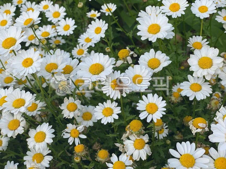 데이지,식물,꽃,꽃밭,배경,하얀꽃,흰색,초록색,daisy,plant,flower,벌,꿀벌