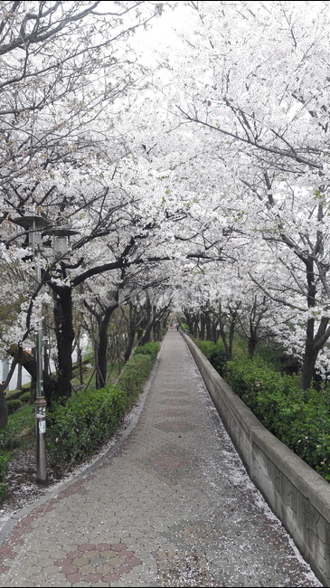 길,하얀,봄,나무,꽃길,봄,계절,spring,season,자연,풍경,nature,landscape,plant,식물