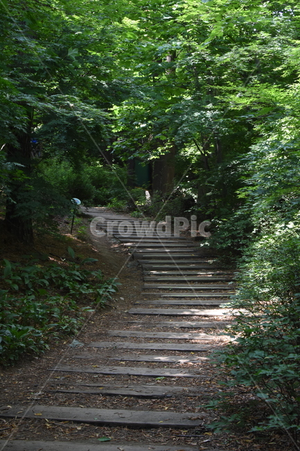 자연,나무,풀,계단,여름,보라매,nature,tree,grass,stairs,summer,자연,풍경,nature,landscape,outdoors,옥외,staircase,garden,정원,arbour,정자,path,통로