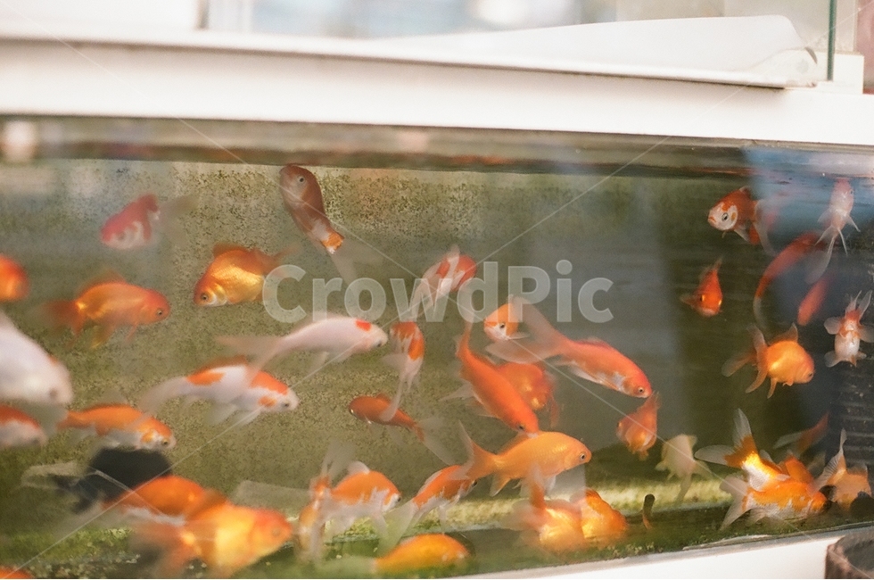 물고기,금붕어,수족관,어항,fish,동물,animal,어류,물고기,fish