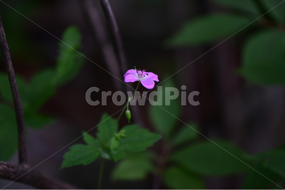큰세잎쥐손이,야생화,식물,자연,꽃,생태,힐링,플라워,wildflower,flower,plants,nature,season,감성,느낌,emotion,feeling,여름,분홍색,여러해살이풀,쥐손이풀과,쥐손이풀속,식물,자연,plants,nature,꽃,flower
