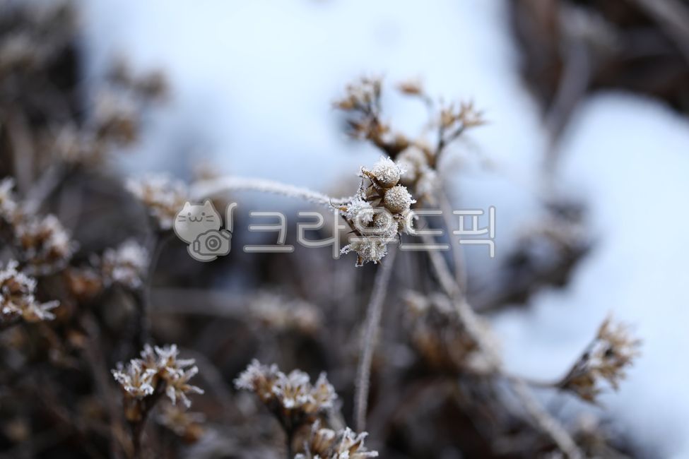 General Dong,sprout,Spring news,nature,harsh winter,winter,cold,ice,mistletoe,Frost,spring,Snow Flower,snow,december