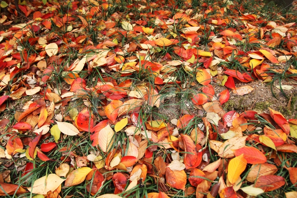 낙엽,가을,붉은낙엽,외로움,고독,배경,autumn,leaves,red,yellow,park,grass,colorful,green,가을,계절,fall,autumn,season,plant,식물,leaf,잎,ground,바닥