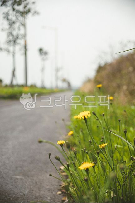 봄,봄꽃,길,도로,들꽃,민들레,꽃,blossom,plant,식물,식물,자연,plants,nature,꽃,flower