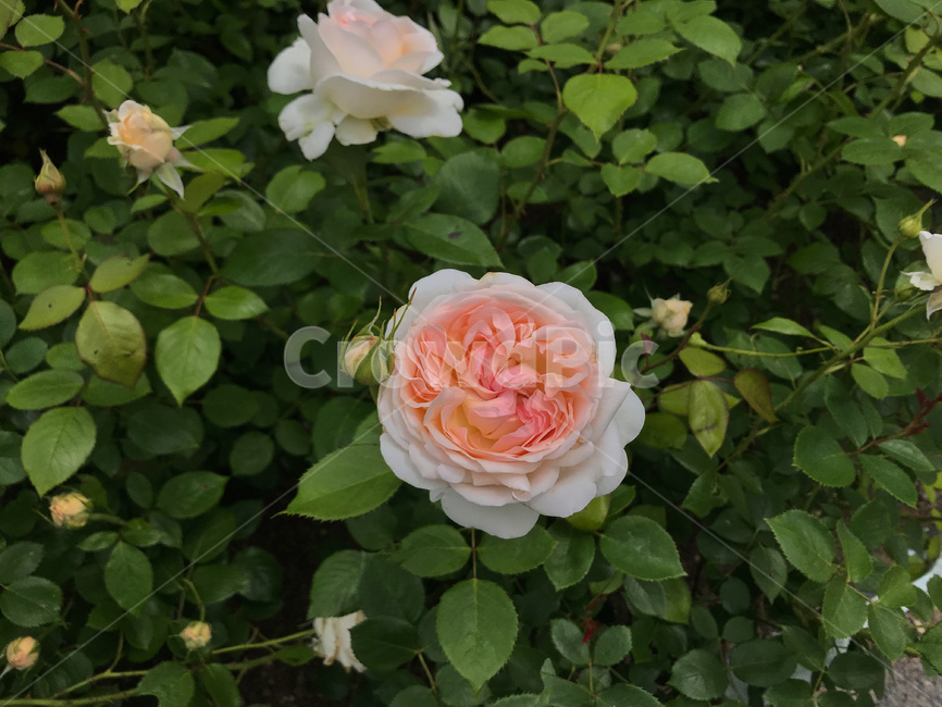 꽃,식물,장미,야외,자연,성장,정원,공원,beautiful,beauty,bloom,blooming,blossom,closeup,color,day,flora,floral,flower,garden,green,landscape,love,natural,nature,pink,pinkrose,plant,rose,spring,summer,white
