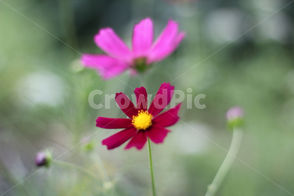 해바라기,꽃,식물,꽃잎,코스모스,식물,자연,plants,nature,꽃,flower