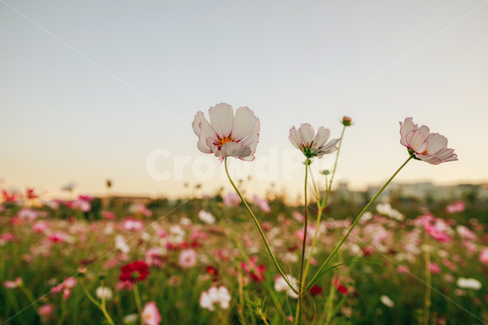코스모스,꽃,자연,식물,가을,아름다운,commoncosmos,가을,계절,fall,autumn,season,식물,자연,plants,nature,꽃,flower,plant,blossom