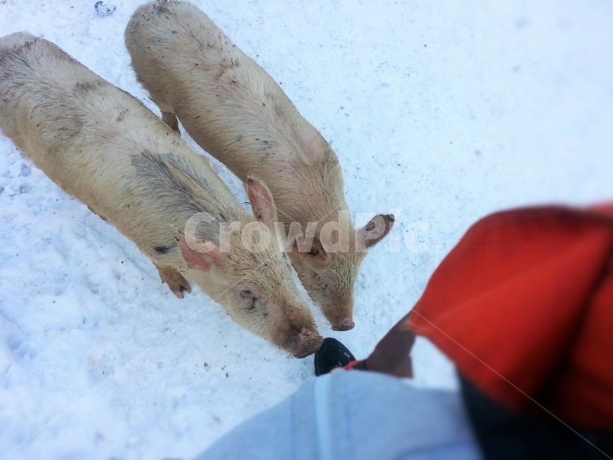 동물,돼지,도야지,새끼,돼지형제,눈,눈밭,시골,겨울,계절,winter,season,동물,animal,포유류,mammal
