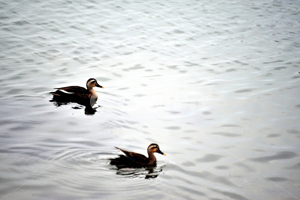 바다,새,오리,여유,자연,동물,animal,조류,새,birds