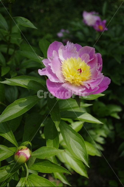 꽃,flower,식물,plant,계절,봄,spring,color,식물,자연,plants,nature,꽃,flower