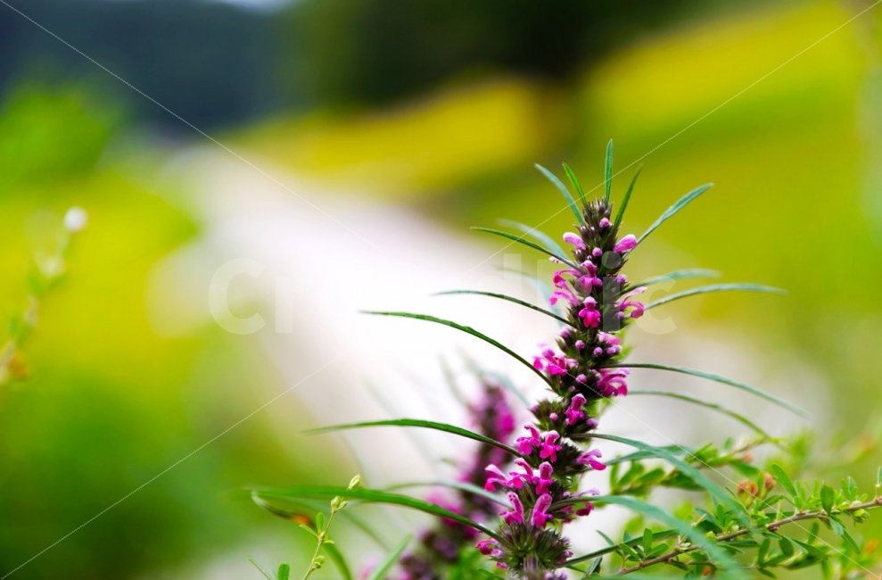 풍경,꽃,익모초,가을,사진,식물,자연,plants,nature,꽃,flower