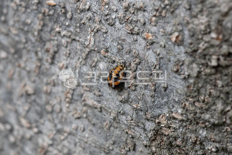 pupa,ladybird,science,insect,Ladybug Pupa,ladybugs
