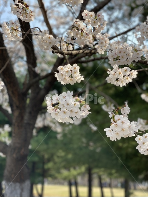 plant,식물,blossom,flower,꽃,일산,벚꽃,나무,공원,호수,lake