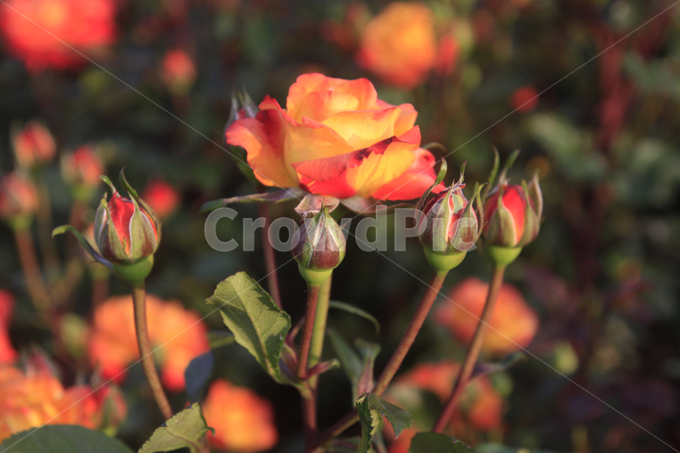 장미,장미꽃,장미축제,장미공원,꽃,꽃사진,장미사진,식물,자연,장미배경,plants,nature,flower,rose,식물,자연,plants,nature,꽃,flower